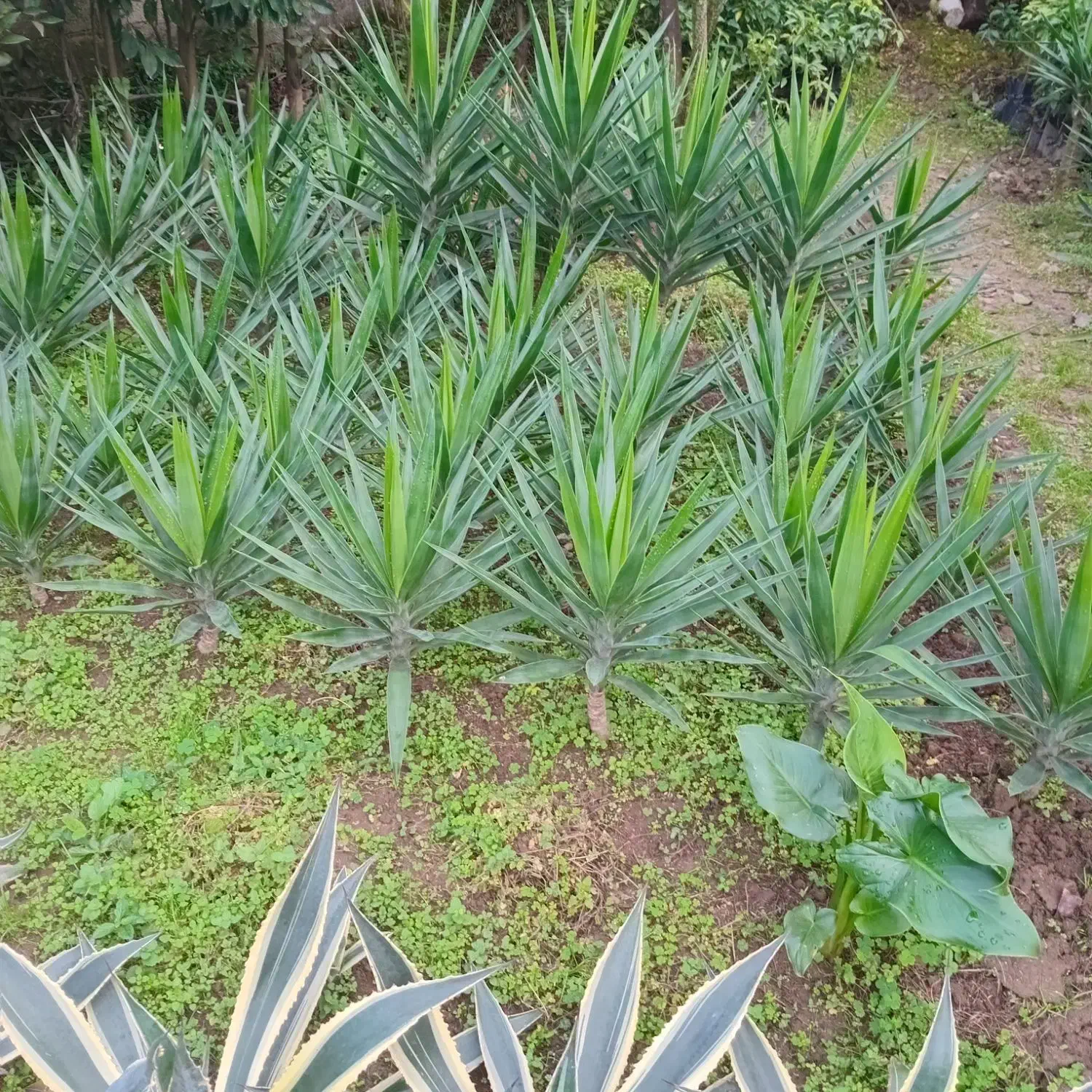 فروش گلهای فضای باز|گل و گیاه طبیعی|لنگرود, |دیوار