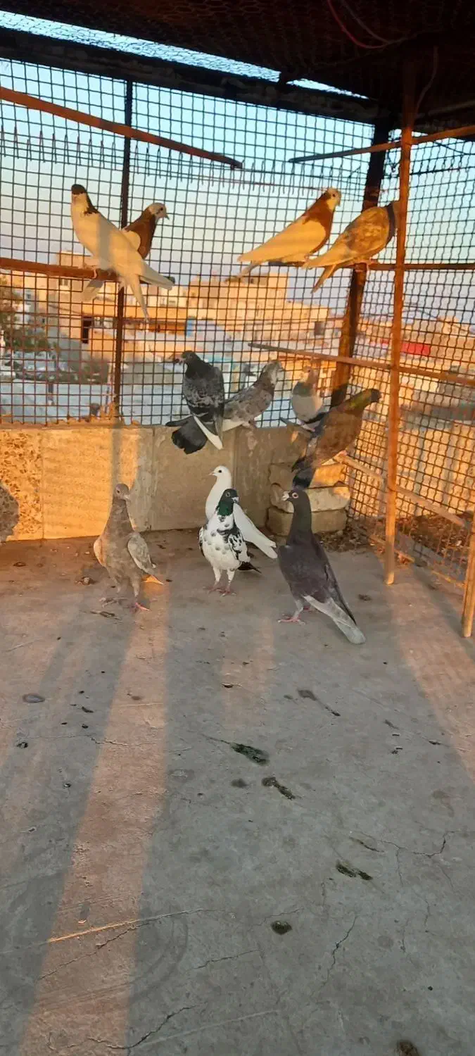 کبوتر هفت رنگ|پرنده|اقبالیه, |دیوار