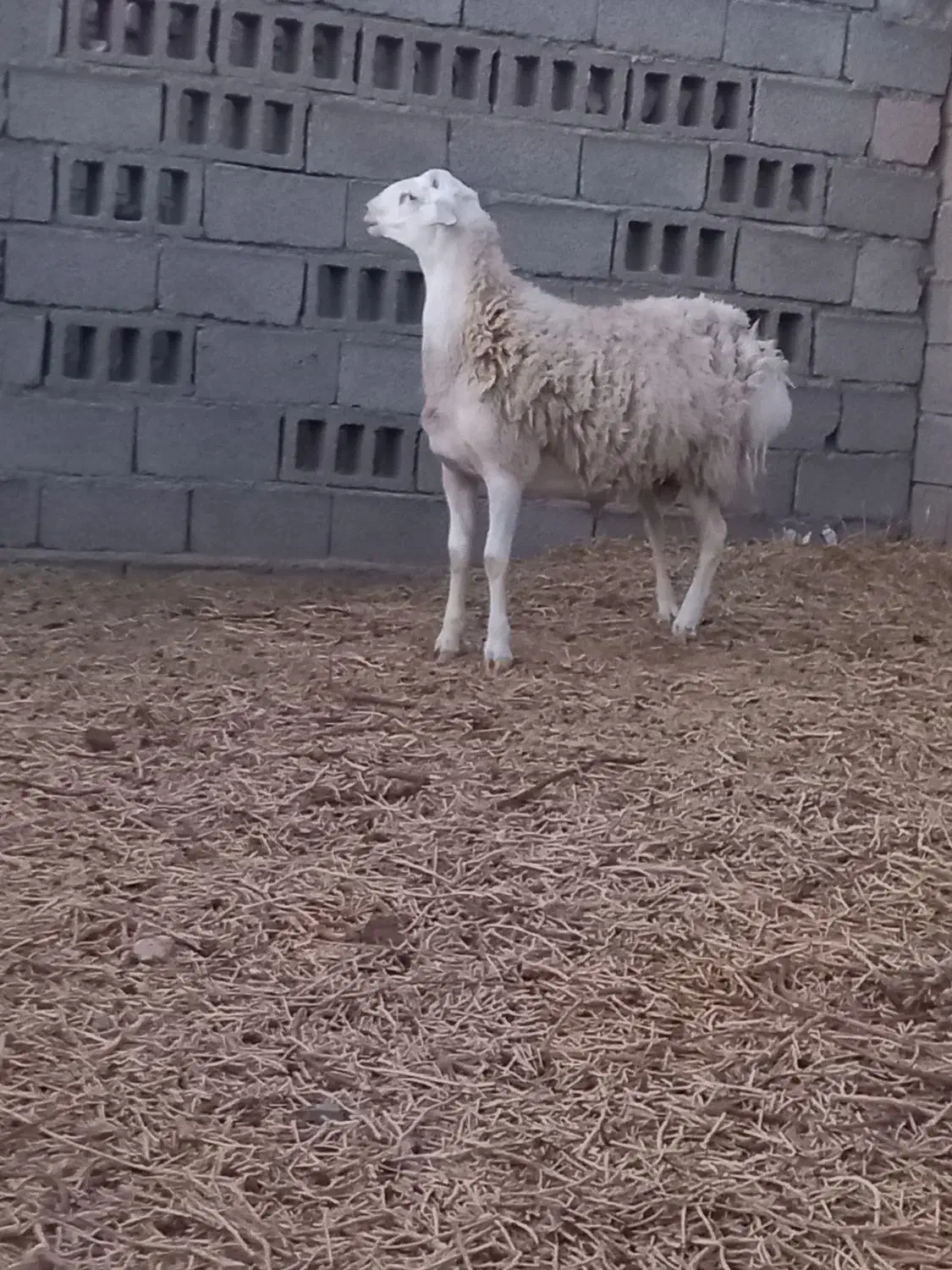 ۳۵،۰۰۰۰۰|حیوانات مزرعه|زهان, |دیوار