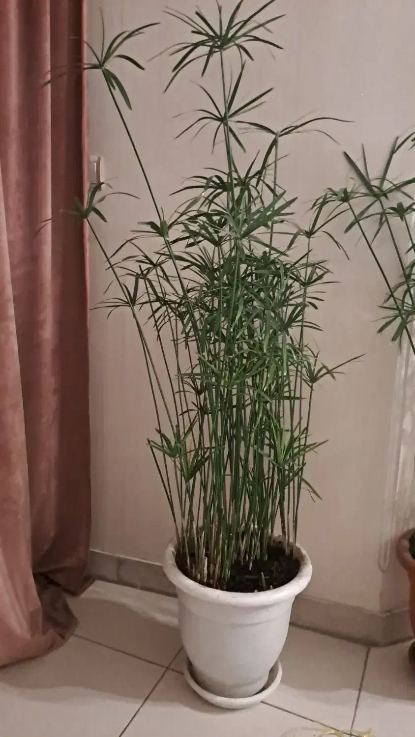 نخل مرداب|گل و گیاه طبیعی|تهران, قیطریه|دیوار