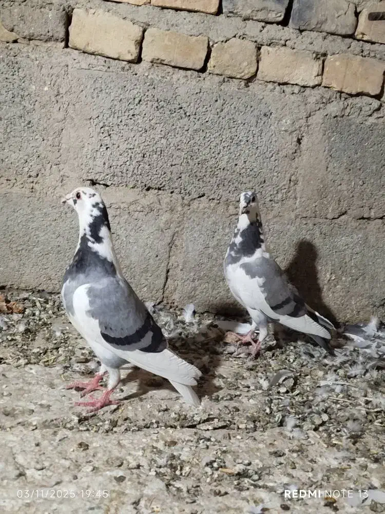 کبوتر جوجه مسافتی|پرنده|سیب و سوران, |دیوار