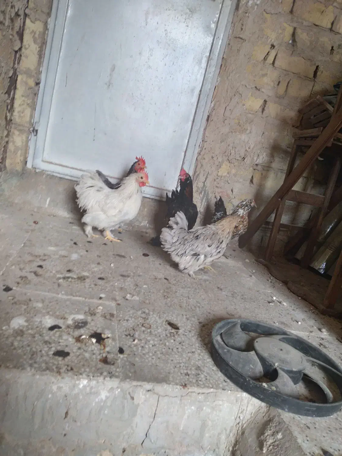 مرغ و خروس|حیوانات مزرعه|قم, بیانی|دیوار