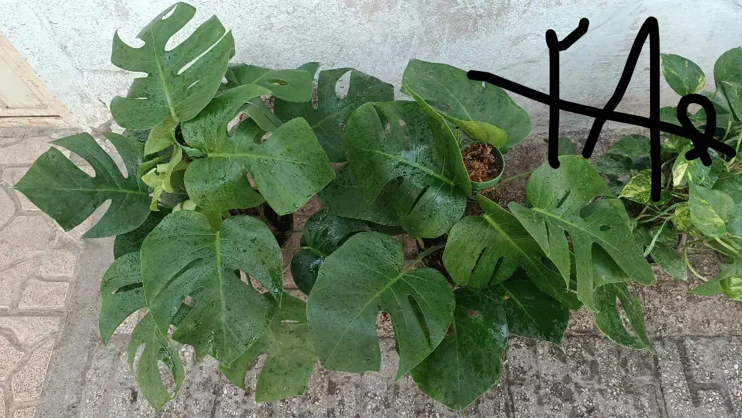 همایش ویژه سانسوریا ویوکا|گردهمایی و همایش|مشهد, حیدرآباد|دیوار