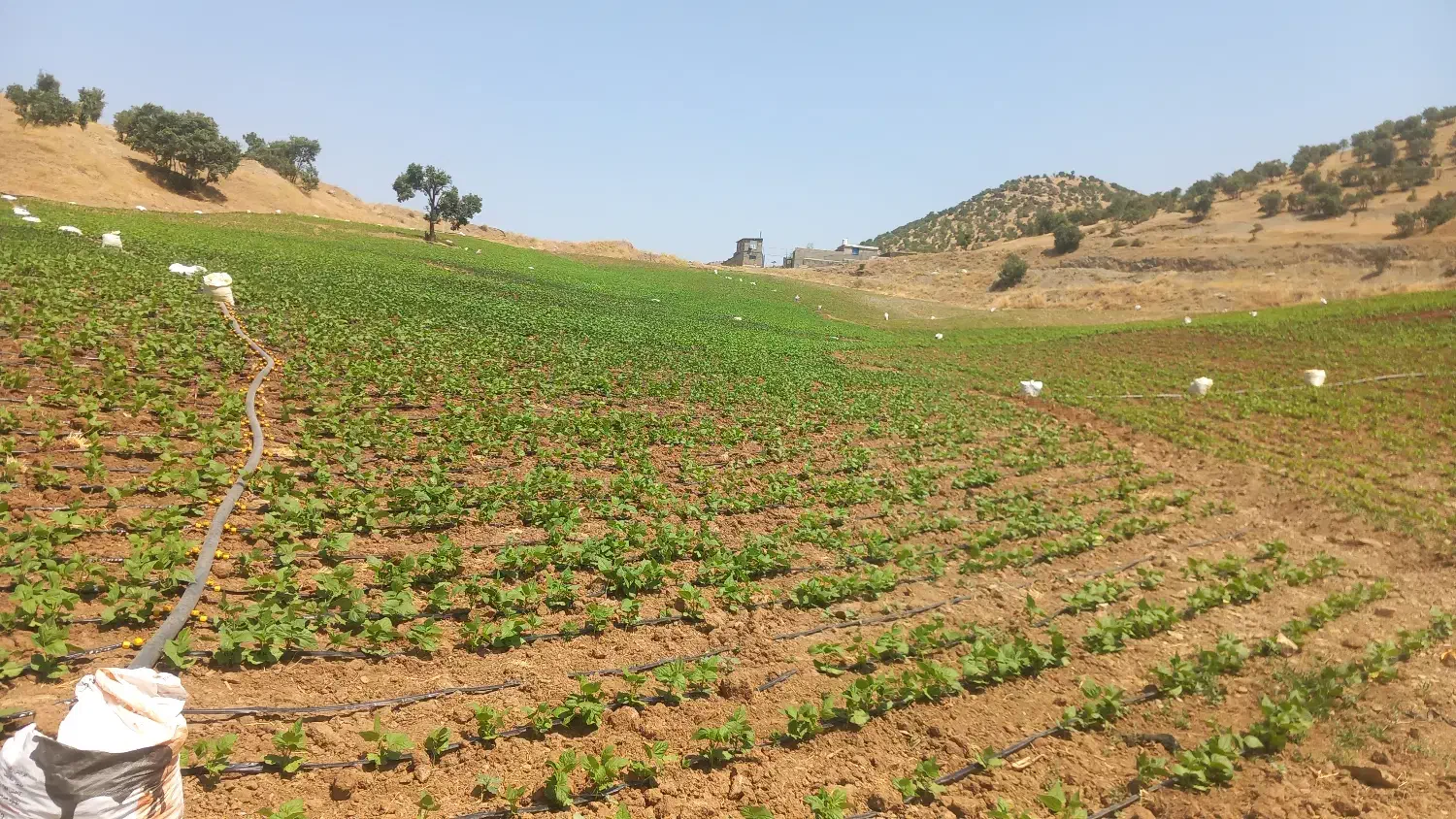 فروش ۳ تن لوبیا چیتی درجه یک پاکوتا|عمده‌فروشی|سارال, |دیوار