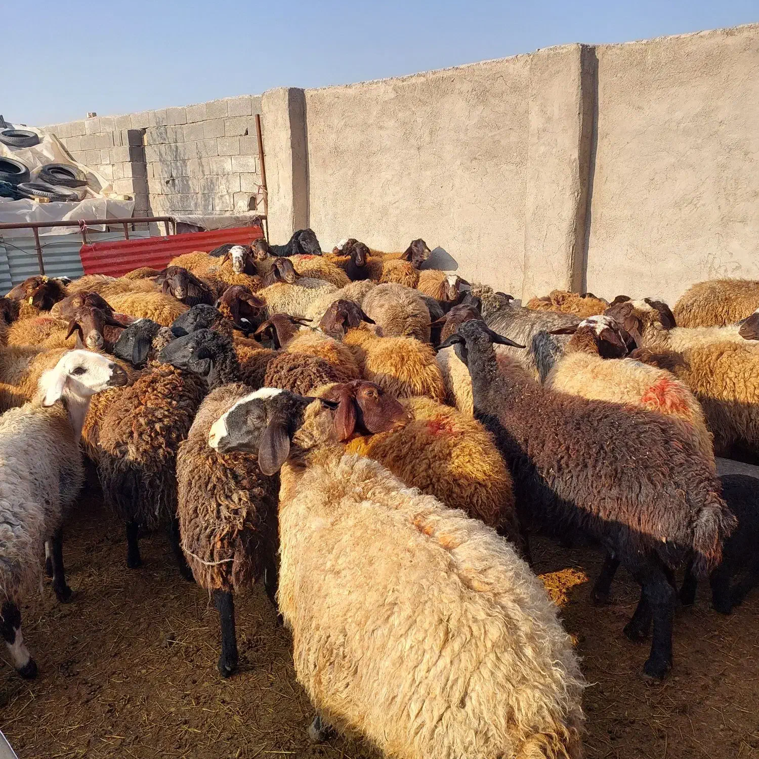 ۸۵راس میش افشار|خدمات پیشه و مهارت|گرمسار, |دیوار