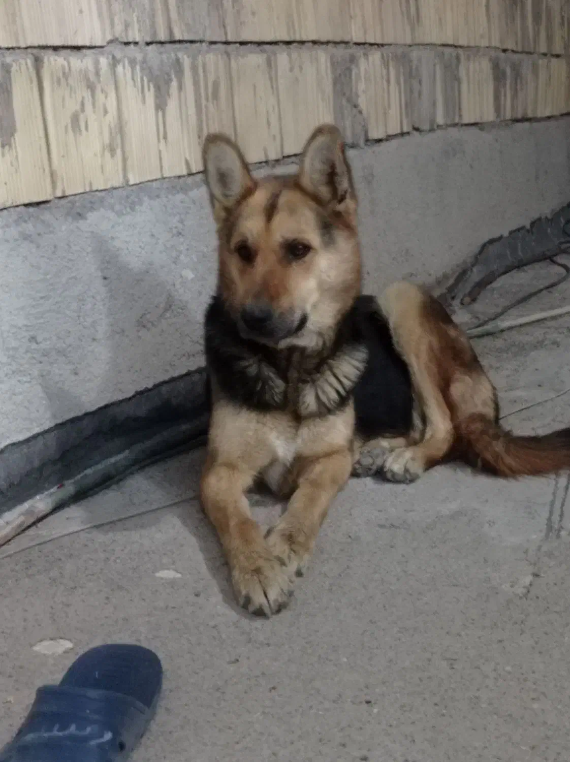 سگ ژرمن شپرد|سگ|سراب, |دیوار