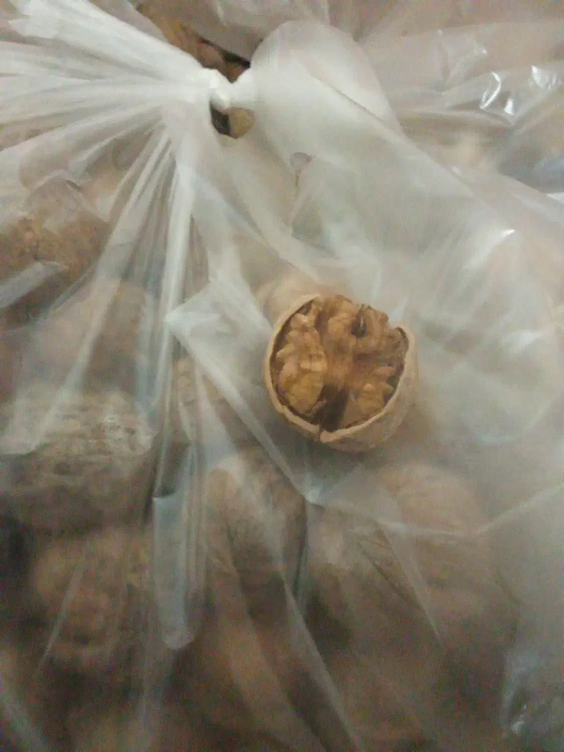 گردو پوست پیازی مغزذار روغنی امساله|خوردنی و آشامیدنی|رشت, لاکانی|دیوار