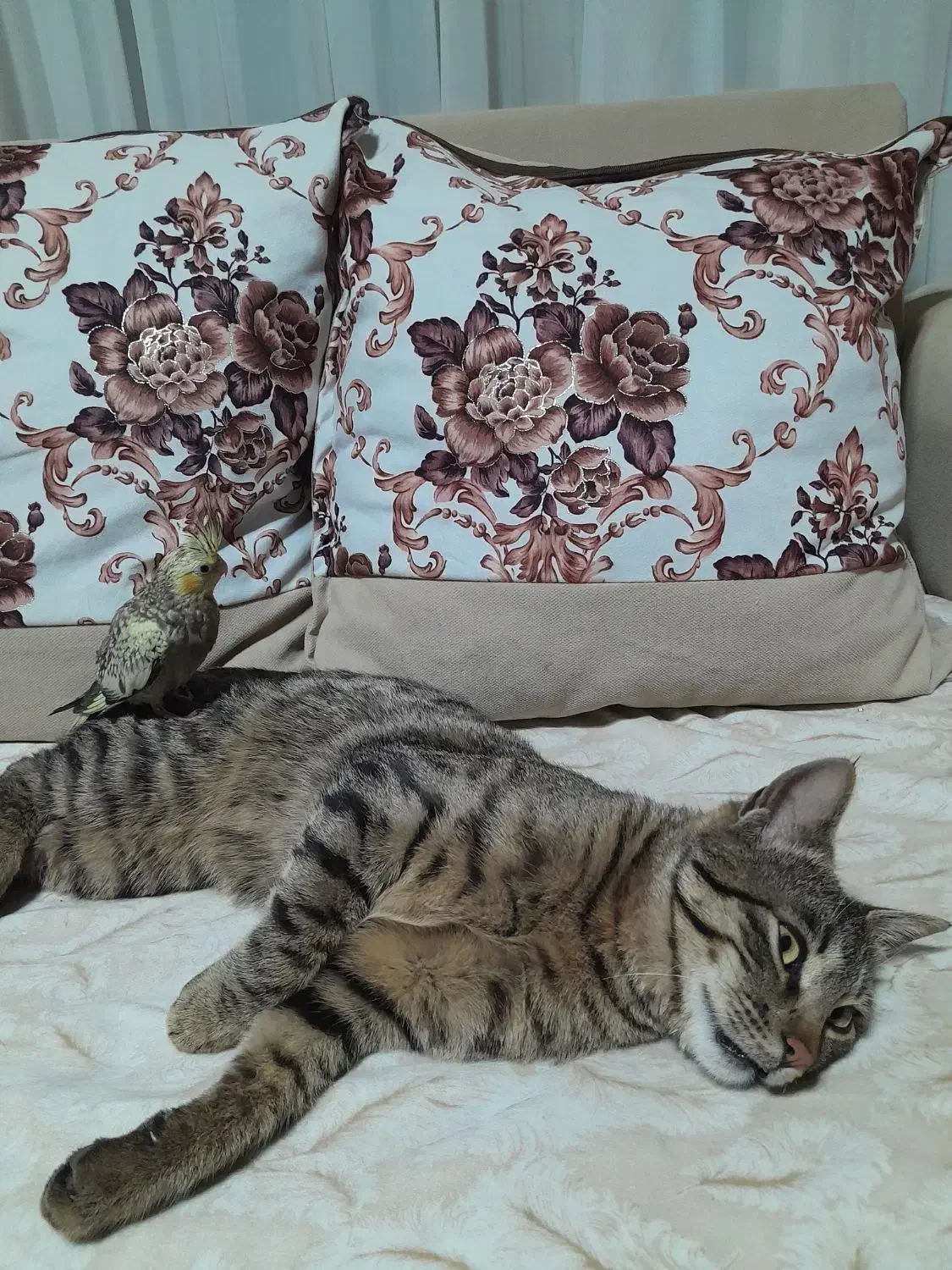 عروس هلندی|پرنده|بومهن, |دیوار