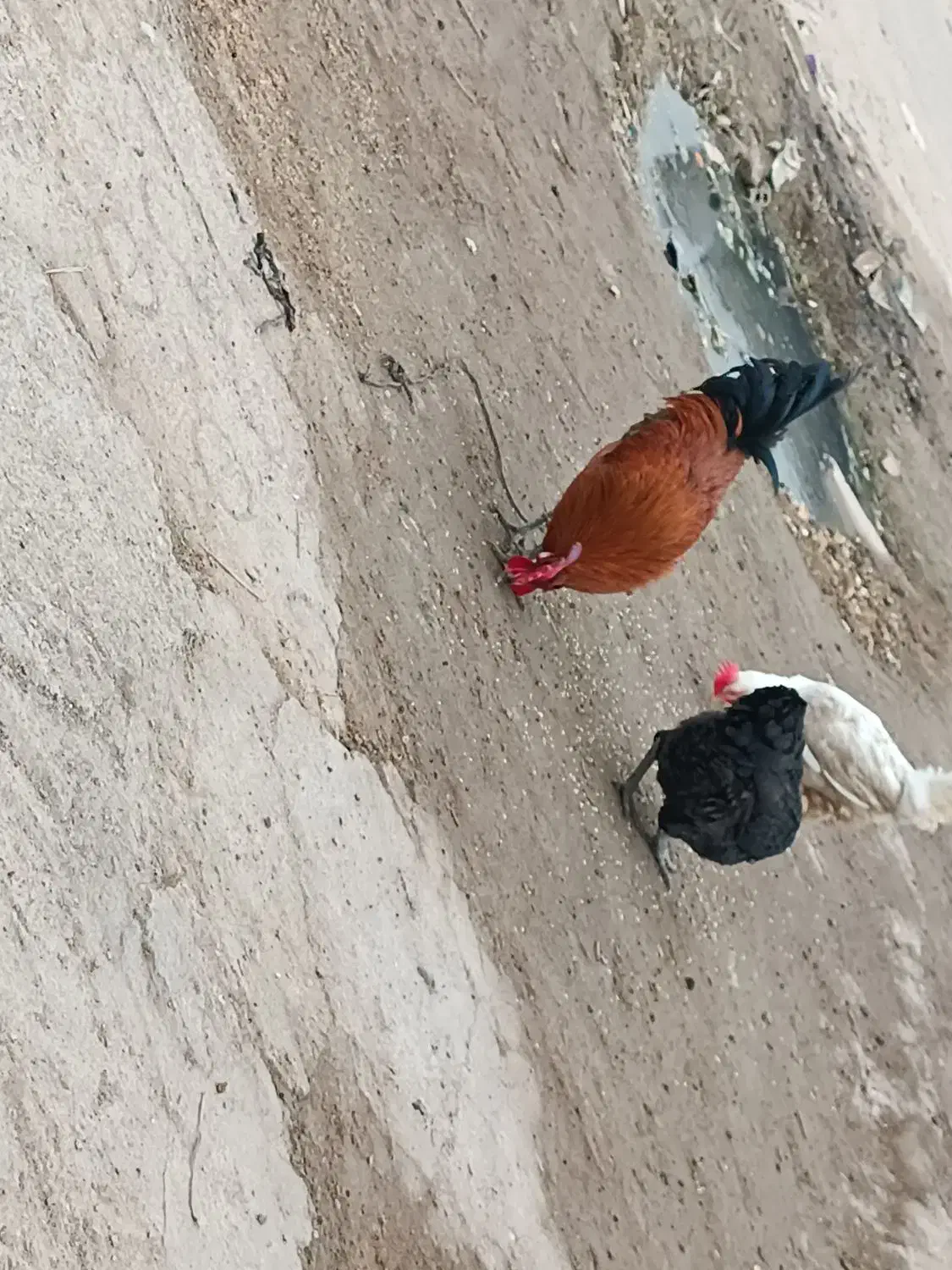 دوعدد مرغ تخم گذار ویک عددخروس گلپایگانی|حیوانات مزرعه|اهواز, گلدشت|دیوار