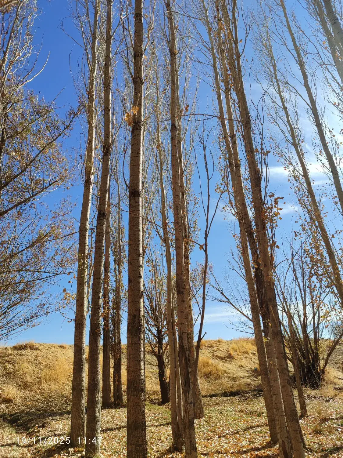 فروش چوب صنوبر|خدمات باغبانی و درختکاری|باوله, |دیوار