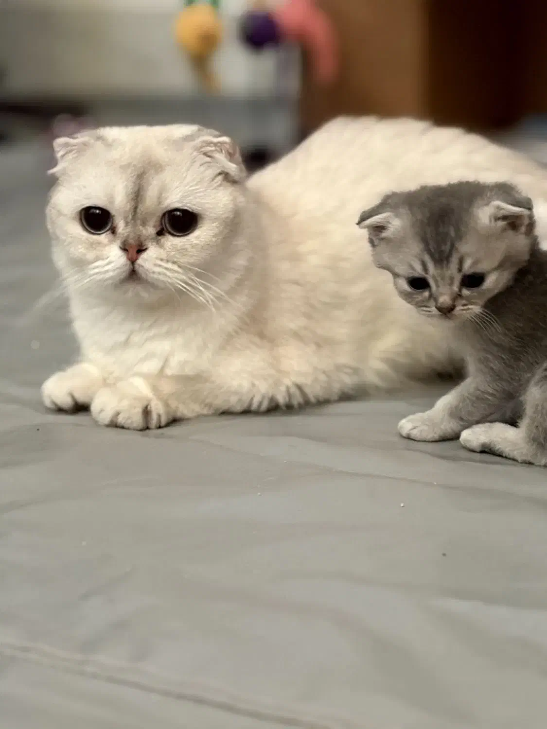 گربه|گربه|گرگان, |دیوار