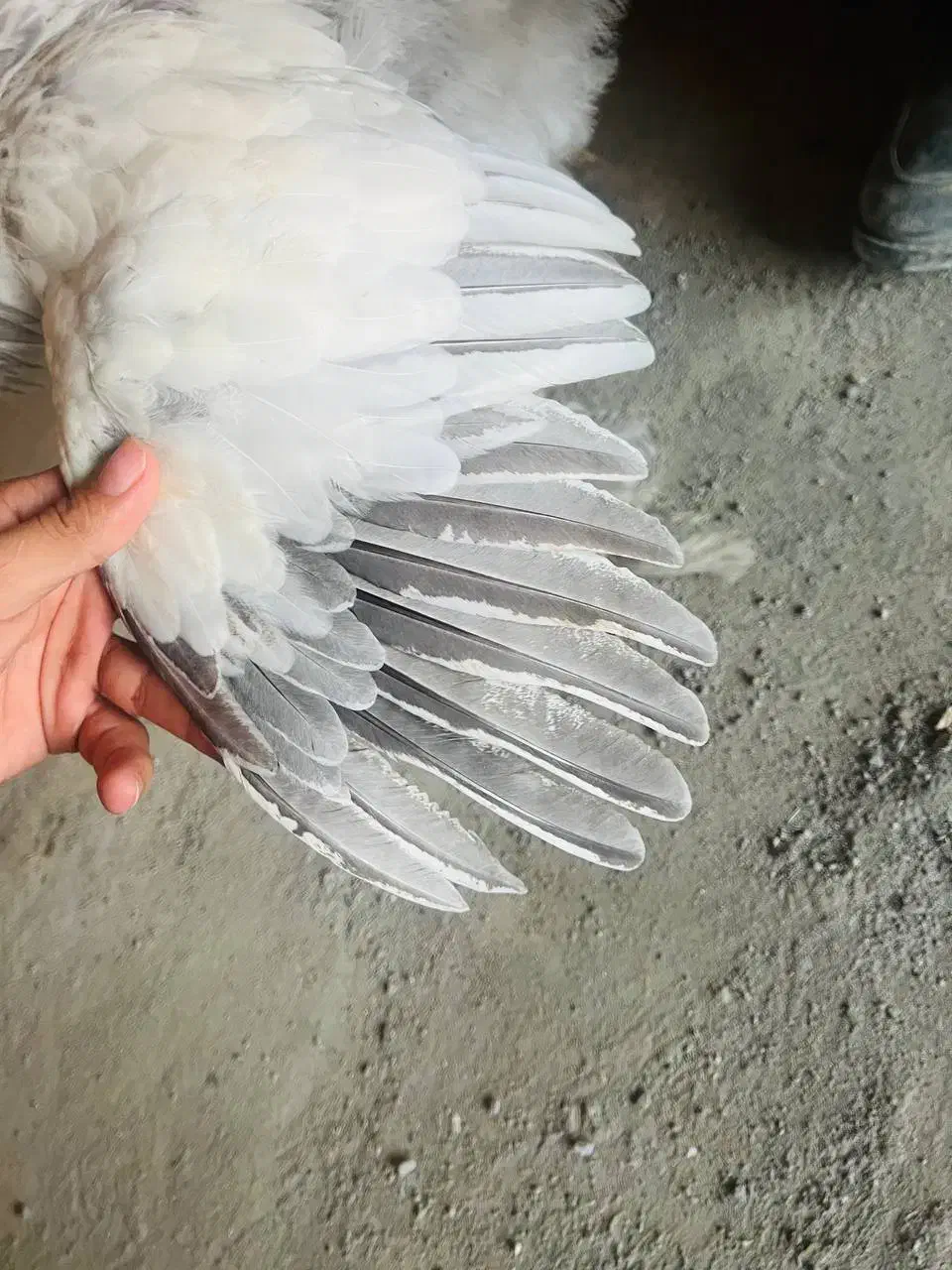 مرغ نژاد اصیل براهما بلو لایت ۶ ماه و نیم|حیوانات مزرعه|بانه, |دیوار