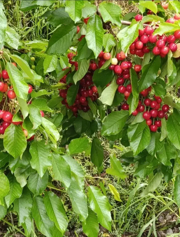 فروش باغ در سیسخت یاسوج|فروش زمین و ملک کلنگی|سیسخت, |دیوار