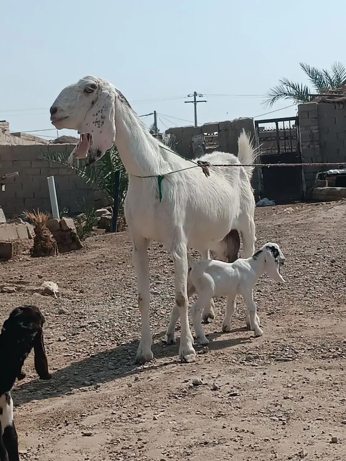 یک بز مری با دوکهره نر و ماده پرشیر|حیوانات مزرعه|زابل, |دیوار