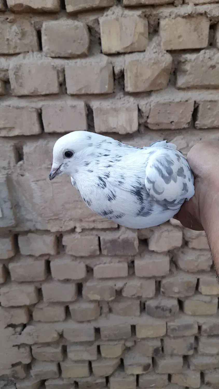 کبوتر پرشی ساعت بالا|پرنده|اردکان, |دیوار