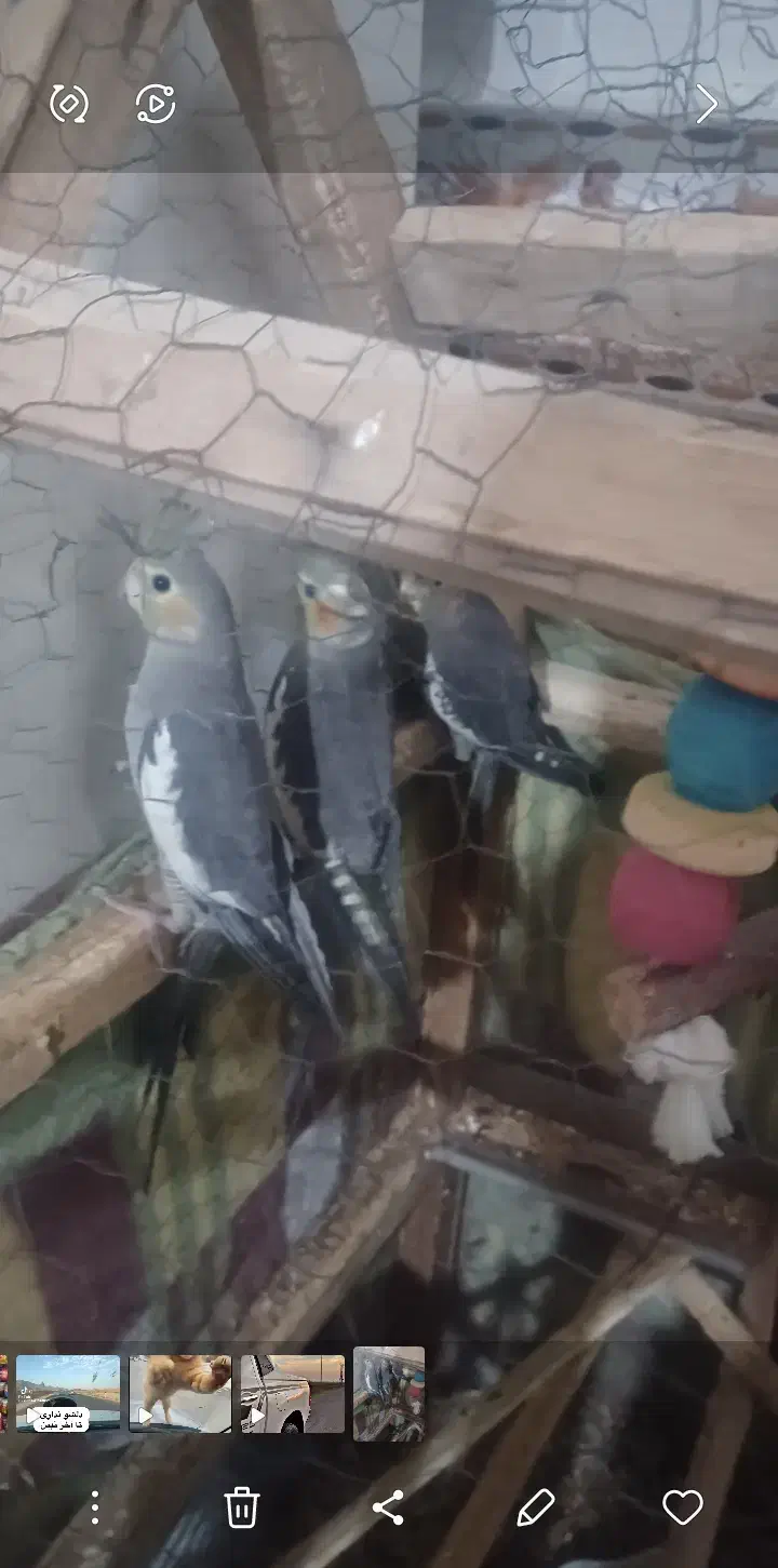 طوطی هلندی|پرنده|خرمشهر, |دیوار