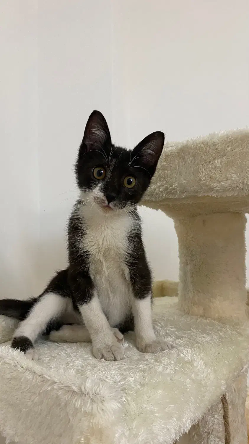 گربه ماده واگذاری|گربه|لاهیجان, شیشه گران|دیوار