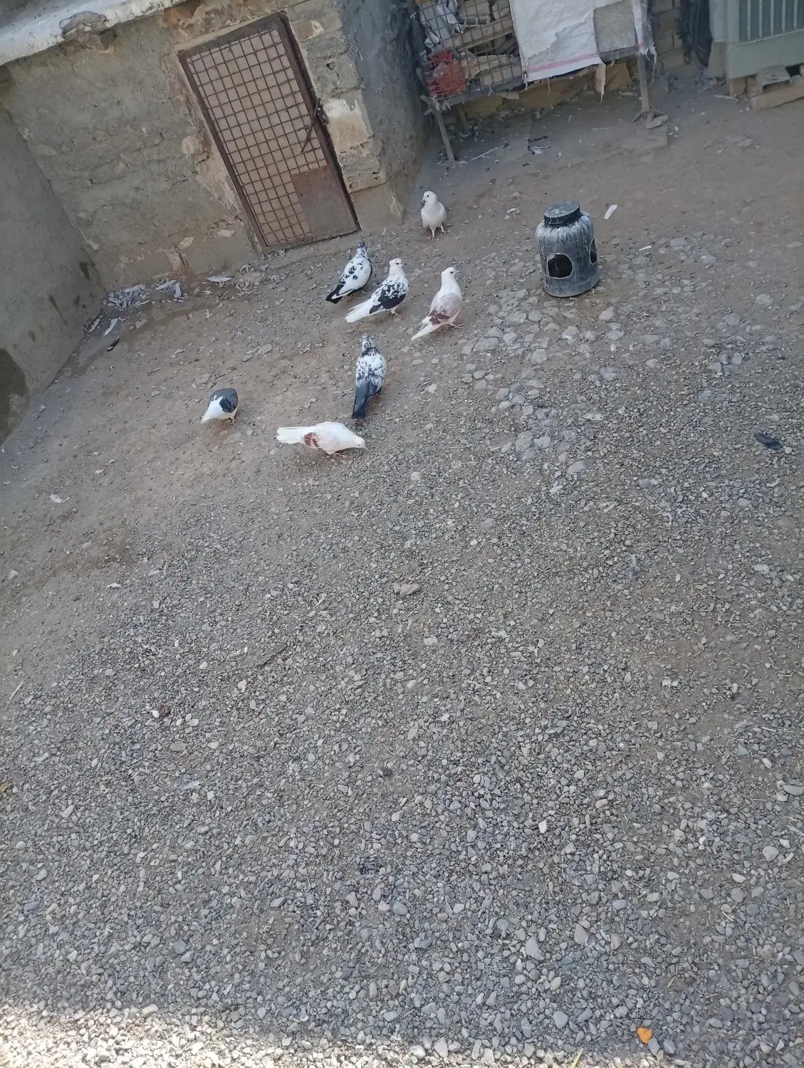 کبوتر|پرنده|دورود, |دیوار