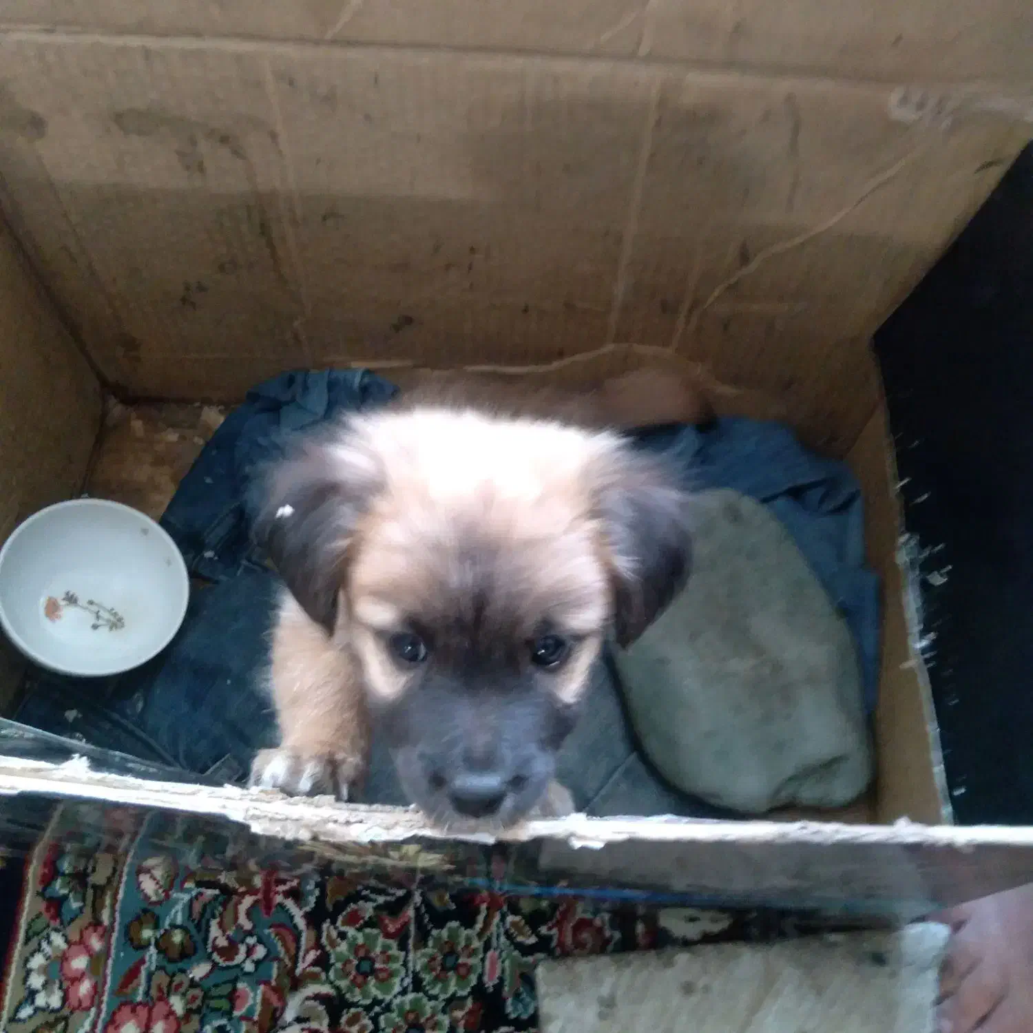 سگ خول|سگ|فردیس, شهرک وحدت|دیوار