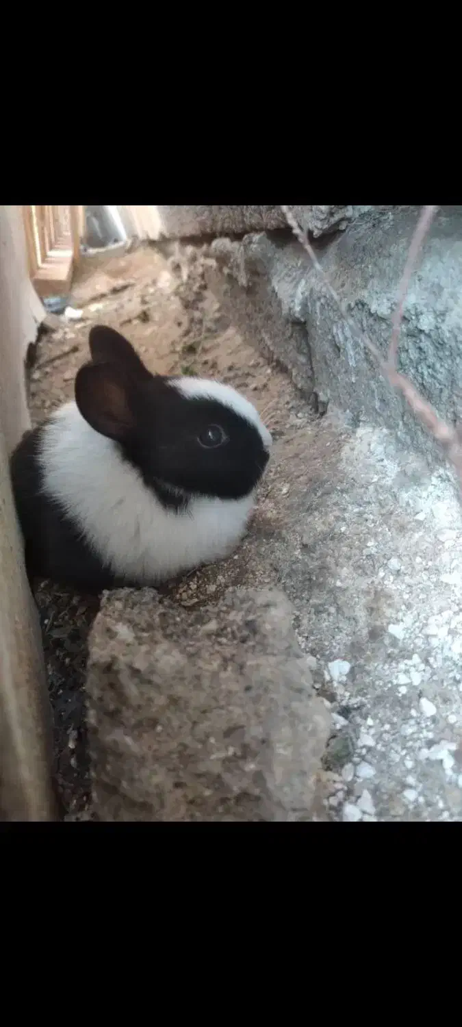 خرگوش نروماده|موش و خرگوش|سرپل ذهاب, |دیوار