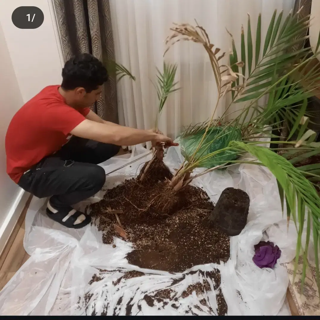 خدمات باغبانی و کارشناسی( دارای مدرک گیاهپزشکی)|خدمات باغبانی و درختکاری|تهران, ایران|دیوار