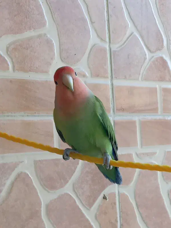 کوتوله فیشر بالغ نر|پرنده|خمینیشهر, |دیوار