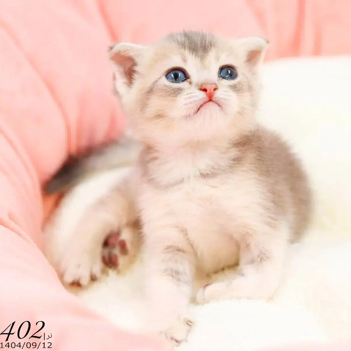 فروشگاه میوشاپ گربه اسکاتیش/بریتیش/پرشین|گربه|تبریز, |دیوار