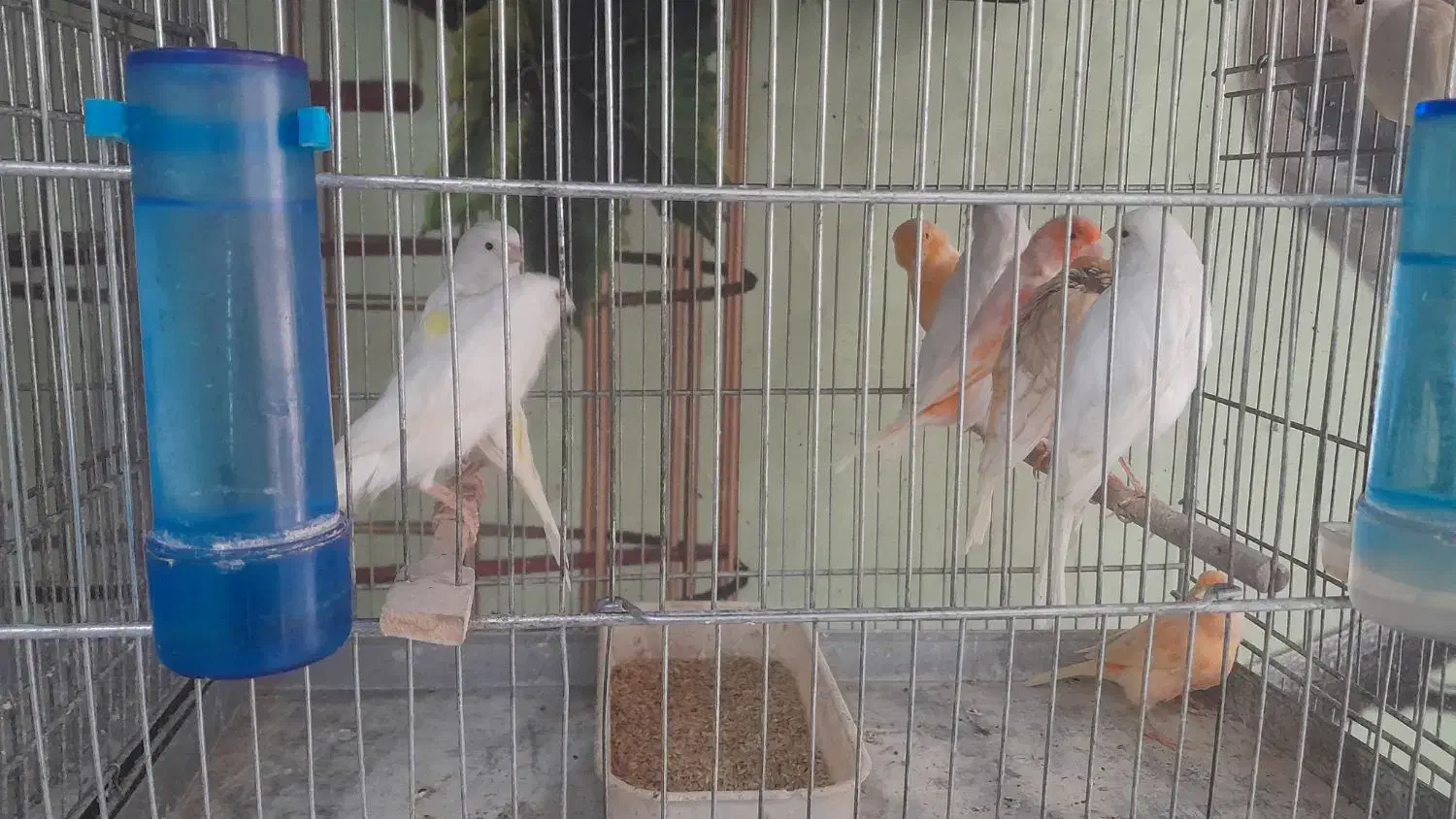 قناری سفید طلایی پرتقالی|پرنده|آباده, |دیوار