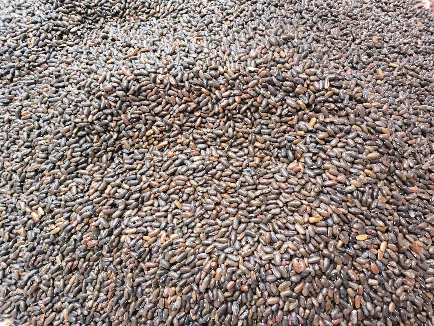 بذر لوبیا سبز سان ری کشتزار|عمدهفروشی|شیراز, کودیان|دیوار