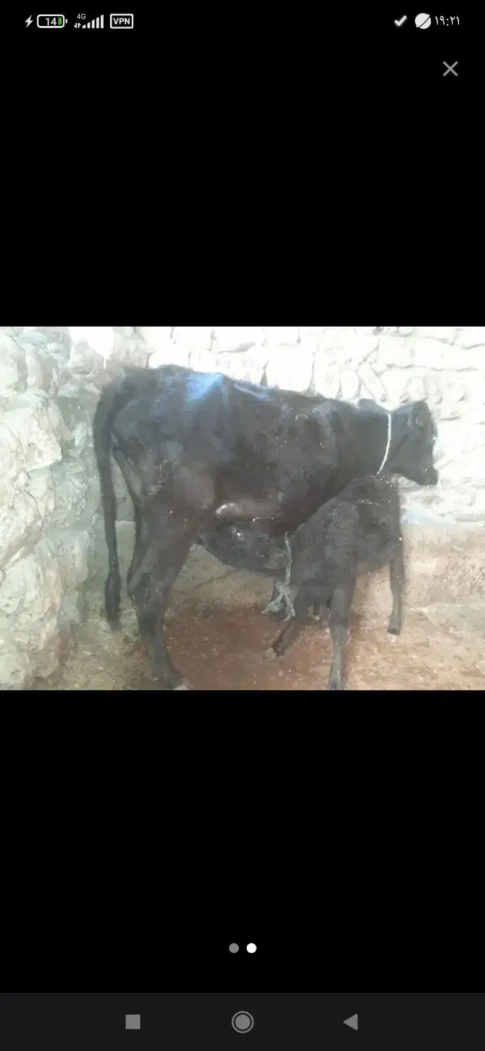 سرانجام|حیوانات مزرعه|رستم, |دیوار