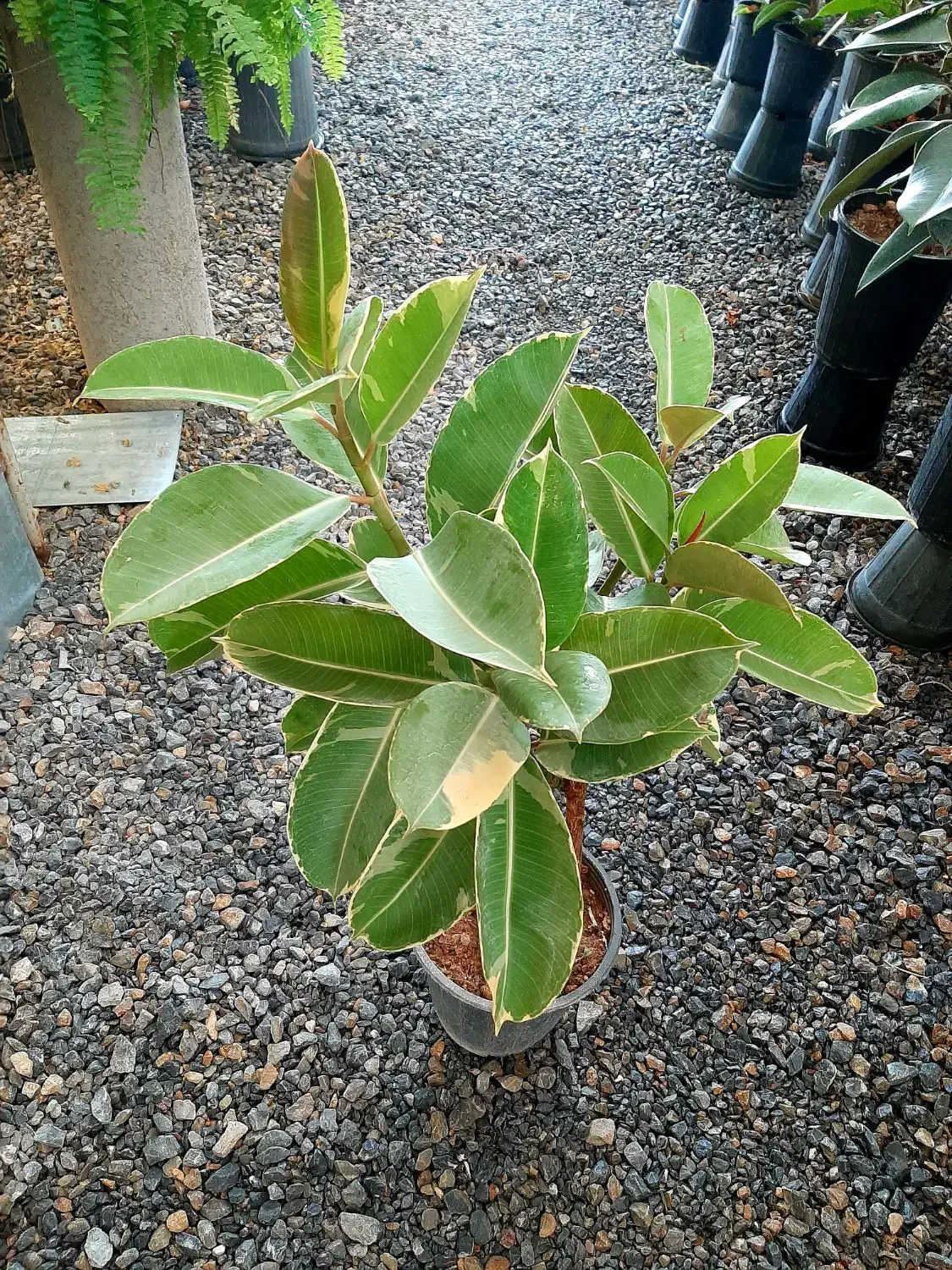 فیکوس ابلق|گل و گیاه طبیعی|گلپایگان, |دیوار