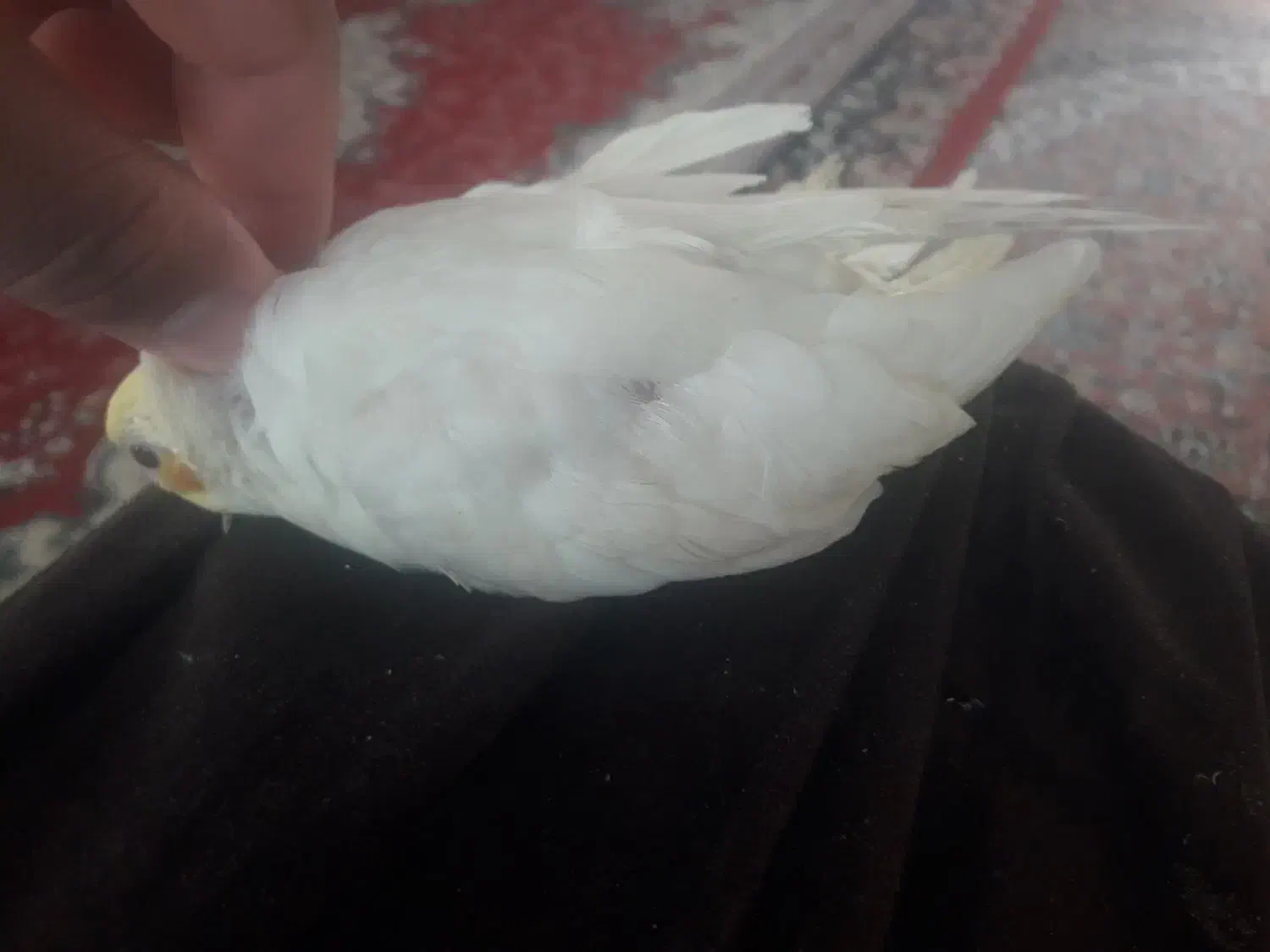 عروس هلندی طلایی|پرنده|هادی شهر, |دیوار