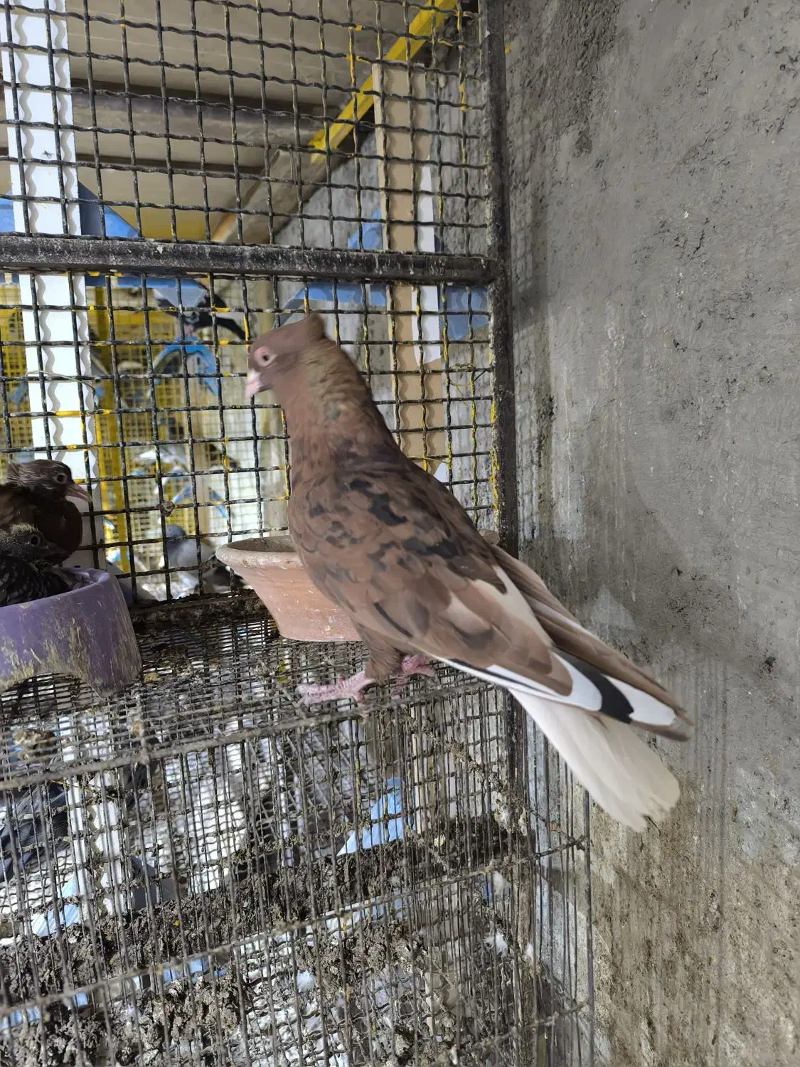 اشعل سرخ خال سیاه /شهری قهوه‌ای ماده|پرنده|خرمشهر, |دیوار