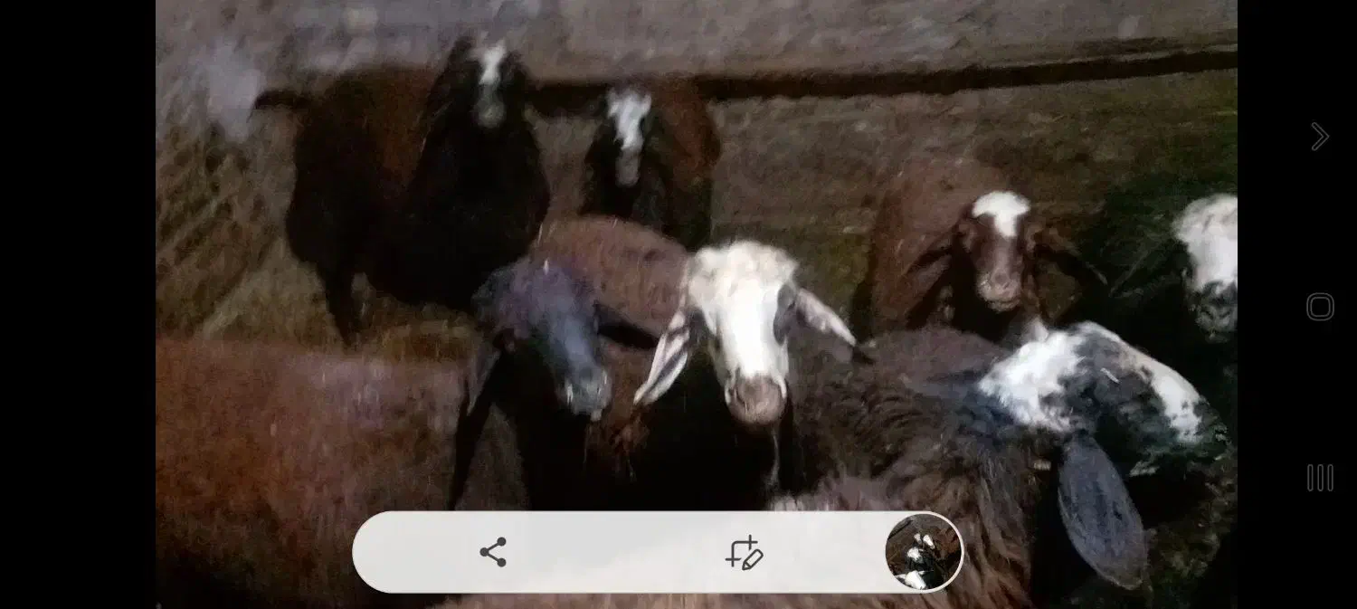 گوسفندهای سالم وچاق|حیوانات مزرعه|زرین دشت (همدان), |دیوار