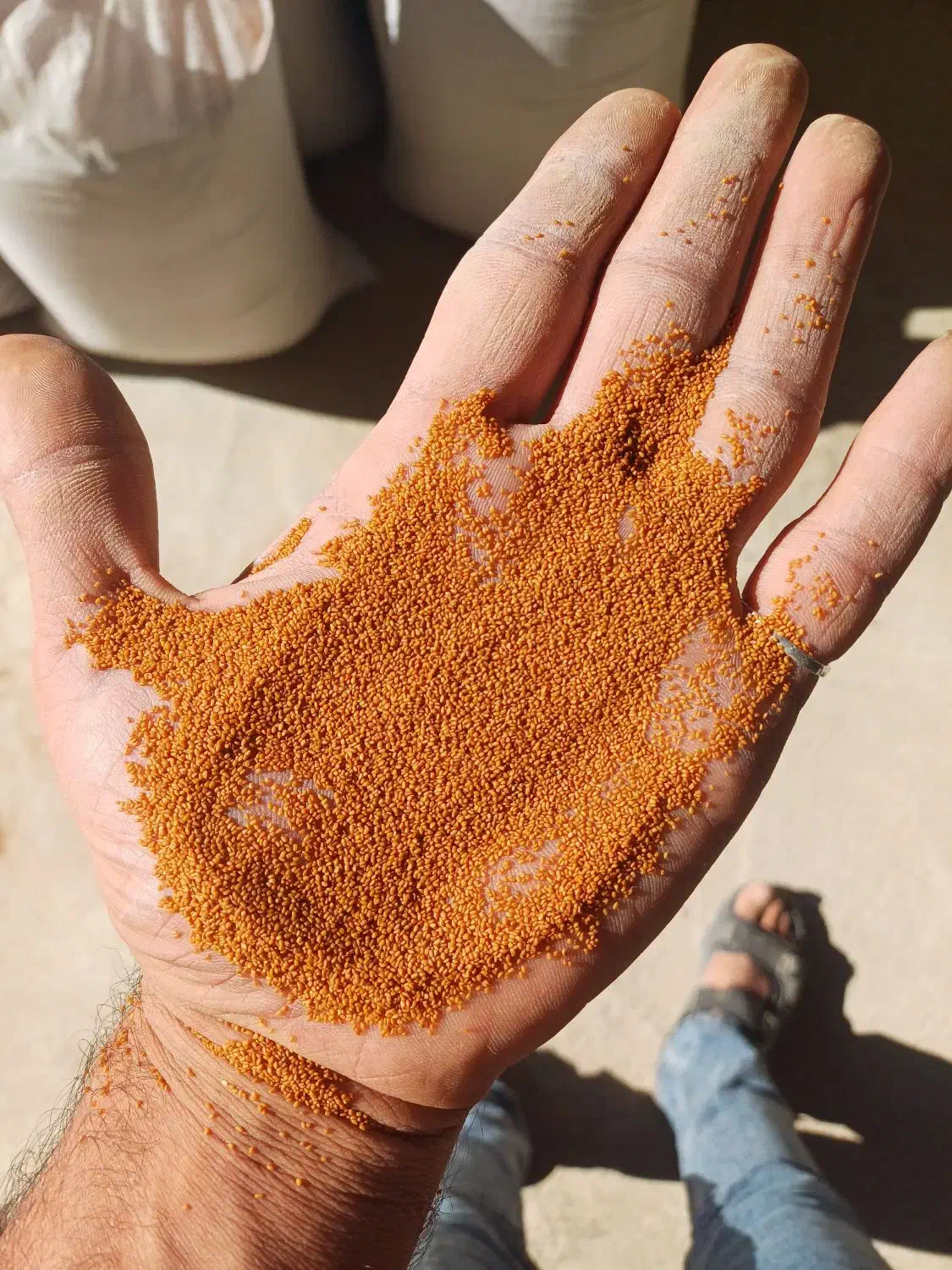 خرید و فروش و بوجاری خاکشیر|خوردنی و آشامیدنی|مرودشت, ده بید|دیوار