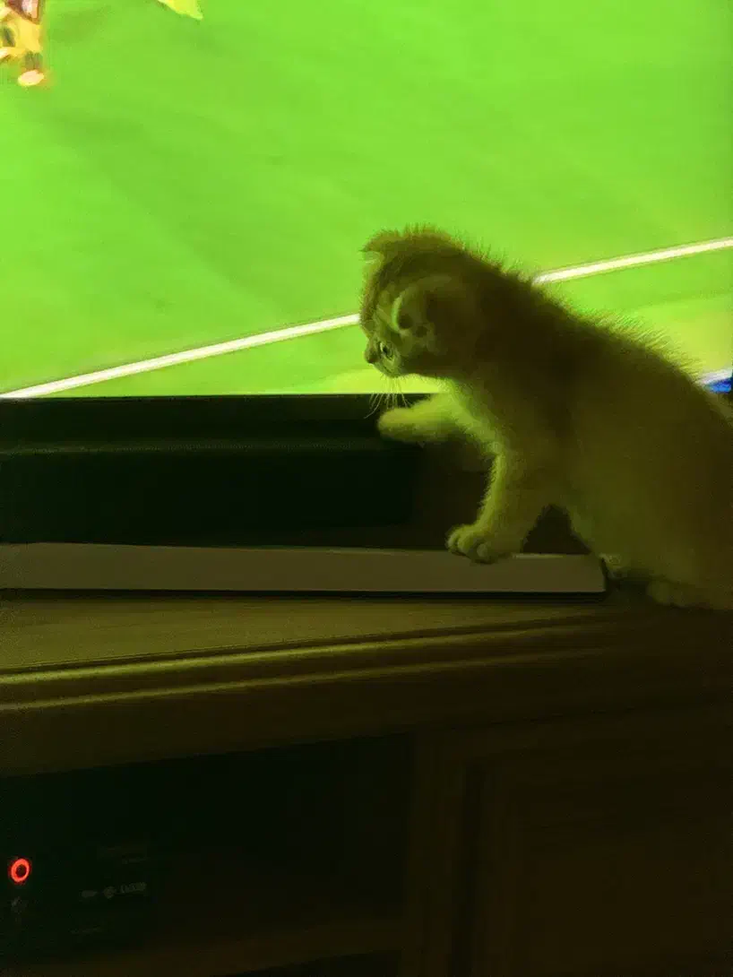 بچه گربه اسکاتیش گلد واکسن خورده و شناسنامه داره|گربه|تهران, سعادت‌آباد|دیوار