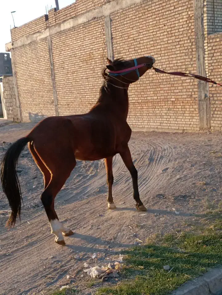 اسب کرد|اسب و تجهیزات اسب‌سواری|میاندوآب, |دیوار