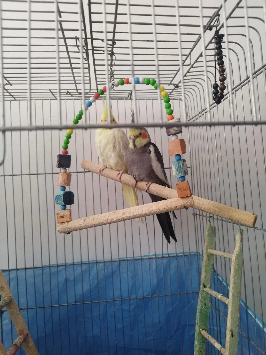 فروشی|پرنده|ایوان, |دیوار