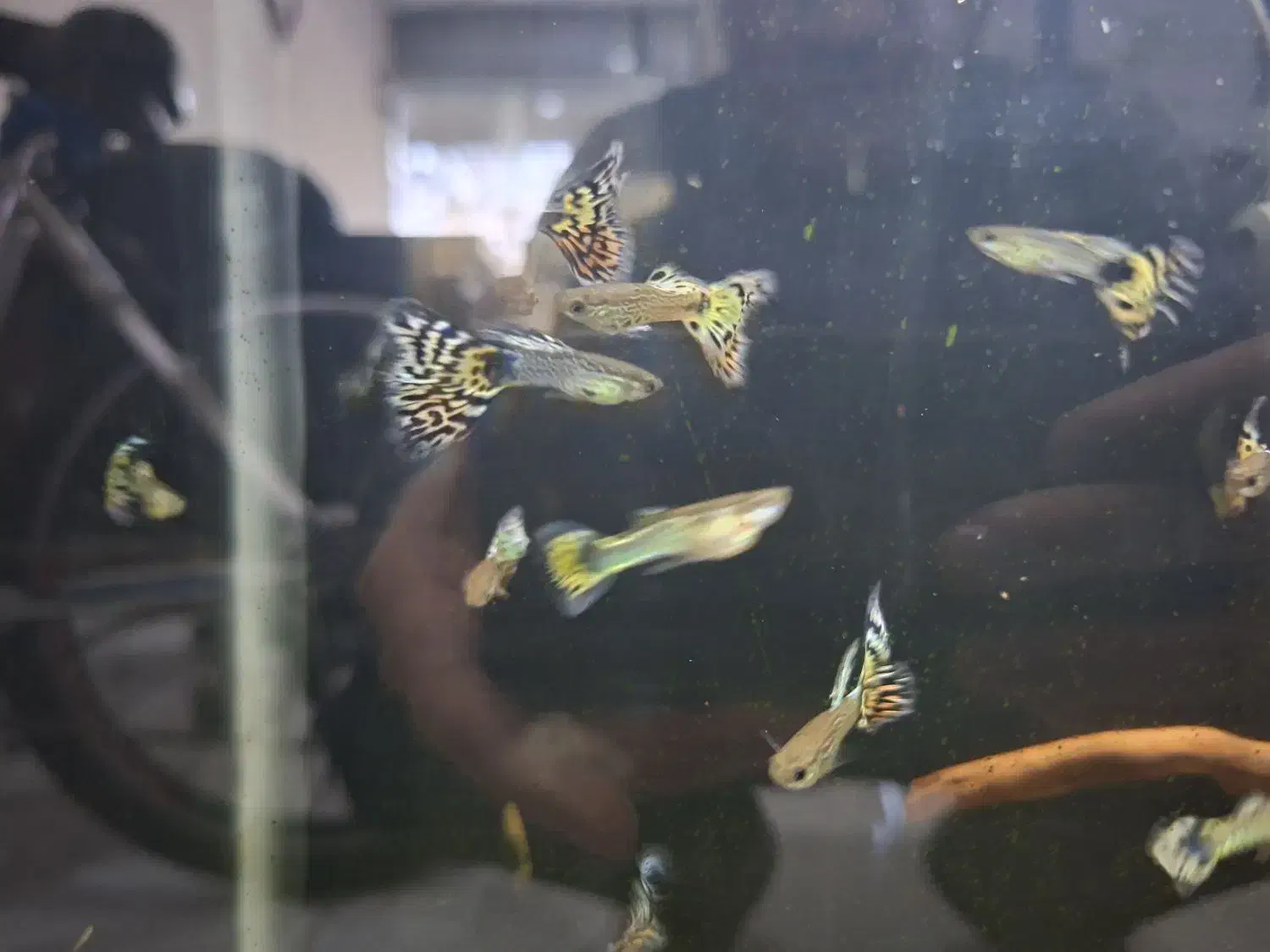 ماهی گپی|ماهی|شیروان (خراسان), |دیوار