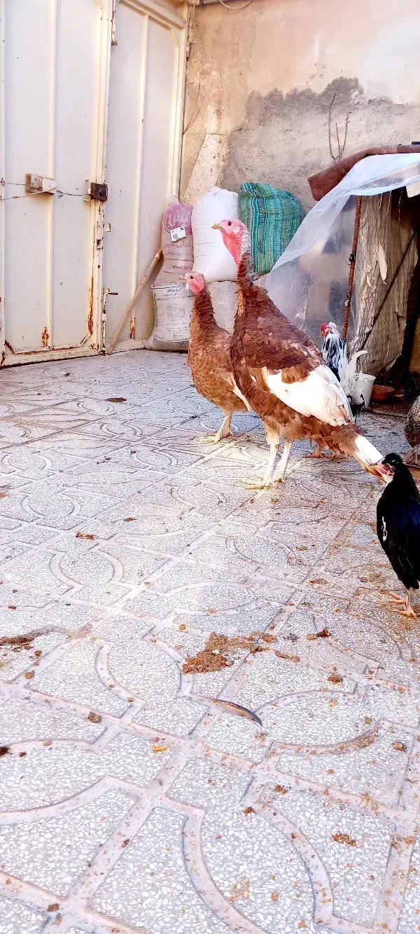 بقلمون بوربون بقلمون مرغ وخروس آمری کایی|حیوانات مزرعه|تربتحیدریه, بهشت عسکری|دیوار