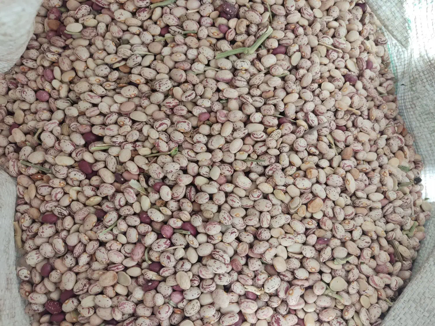 لوبیا چیتی|خوردنی و آشامیدنی|نهاوند, |دیوار