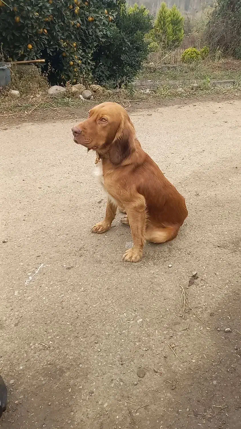 سگ شکاری نر|سگ|رشت, گلسار|دیوار