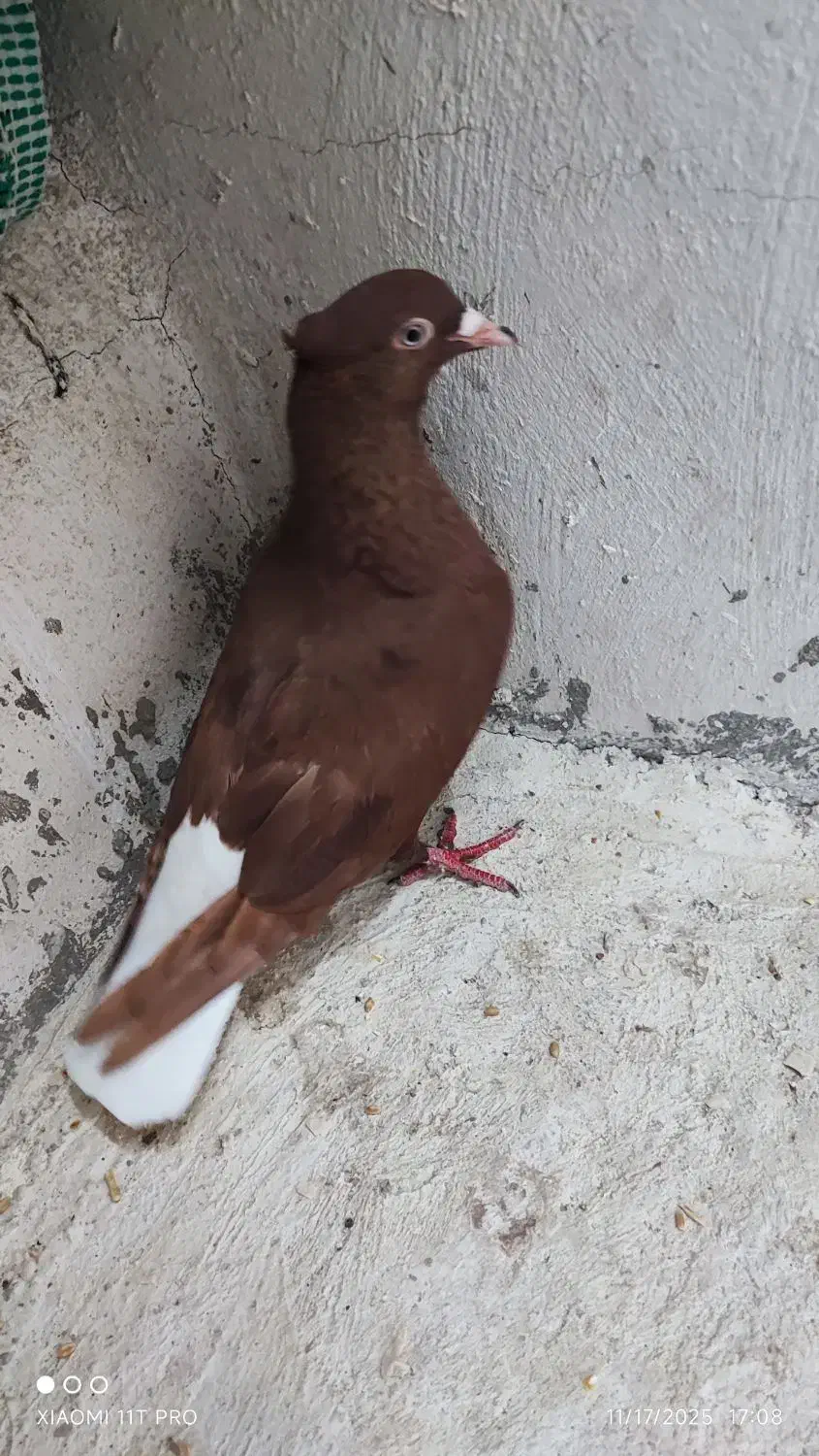 دم سفید ماده|پرنده|بندر ماهشهر, |دیوار