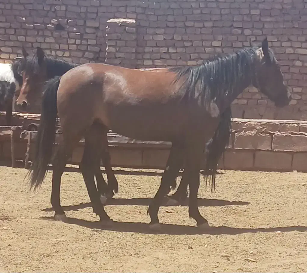 کره اسب مادیون دو ساله معاوضه هم میشه|اسب و تجهیزات اسب‌سواری|شامکان, |دیوار