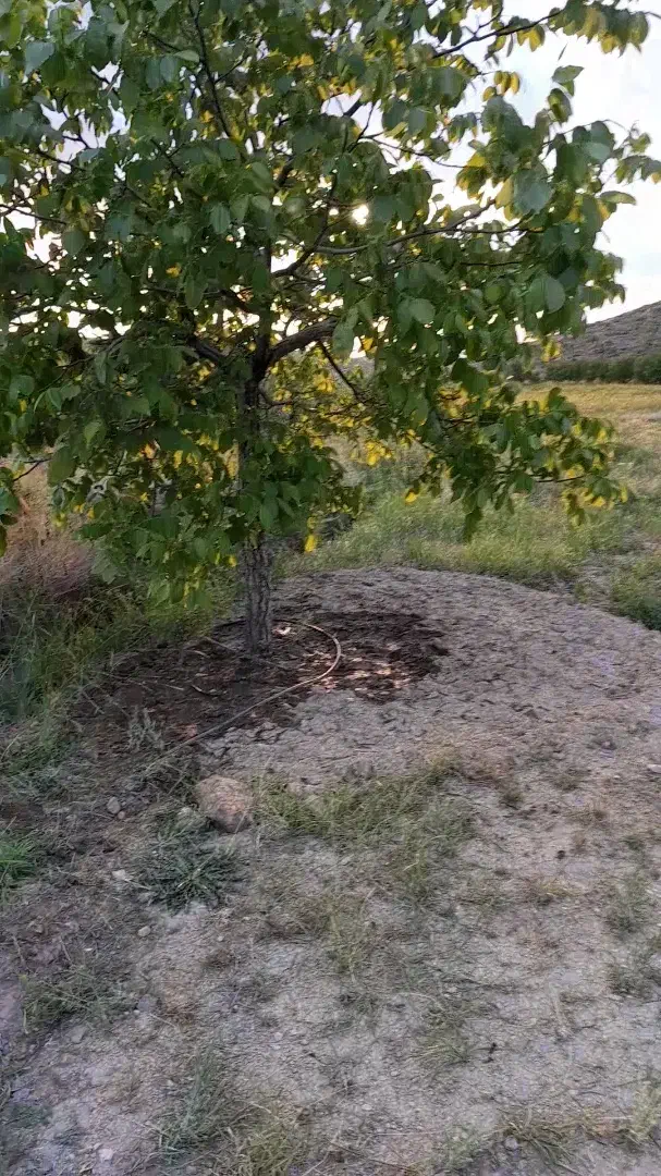 زمین دیم|فروش دفتر صنعتی، کشاورزی، تجاری|آذرشهر, |دیوار