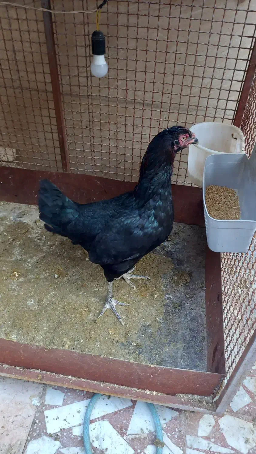 فروش مرغ و خروس لاری|حیوانات مزرعه|رستمآباد, |دیوار