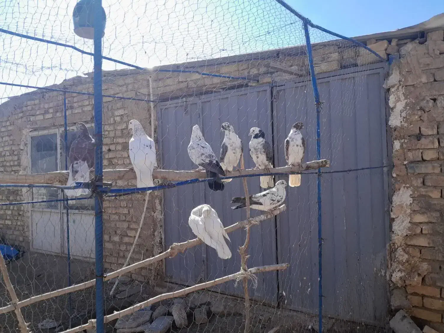 کبوتر|پرنده|معصومیه, |دیوار