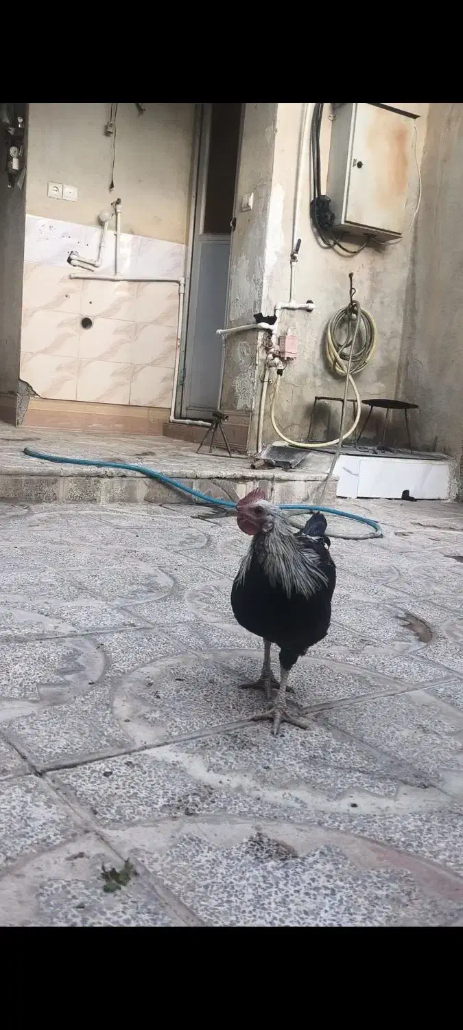 خروس محلی|حیوانات مزرعه|جوانرود, |دیوار