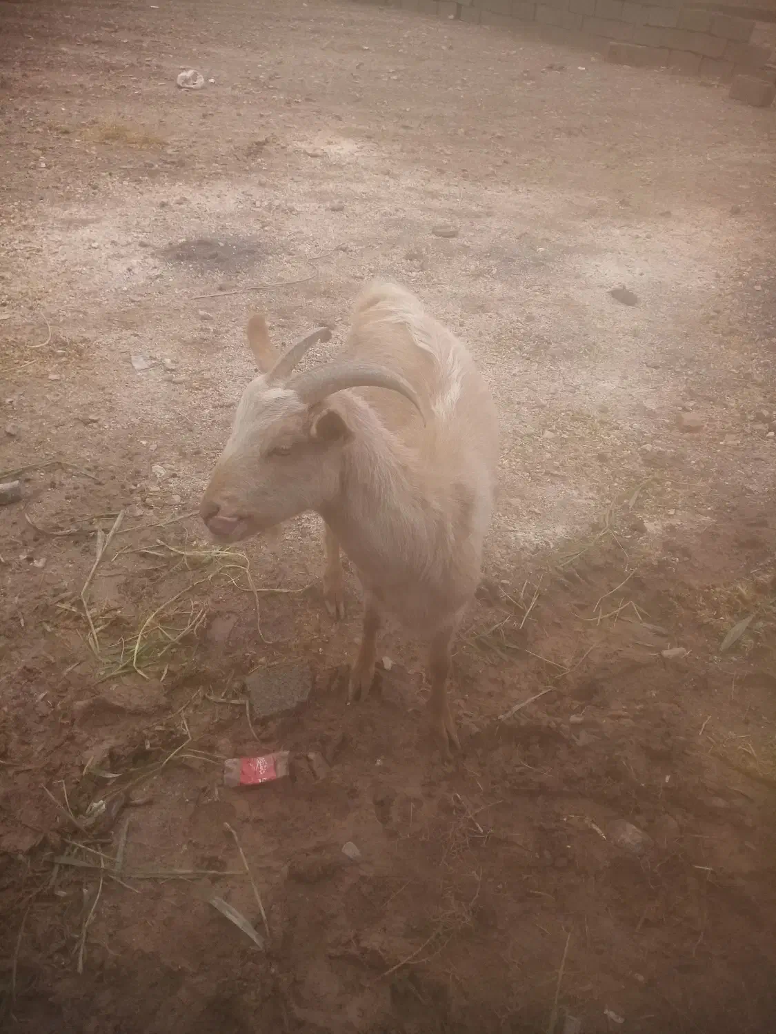 کولارسانن آبستن 2ونیم ماه یا3ماه|حیوانات مزرعه|گناباد, |دیوار