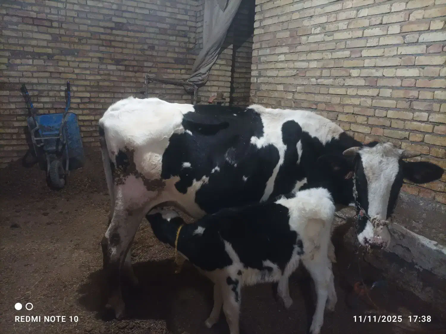 گاو و گوساله ماده|حیوانات مزرعه|دهگلان, |دیوار